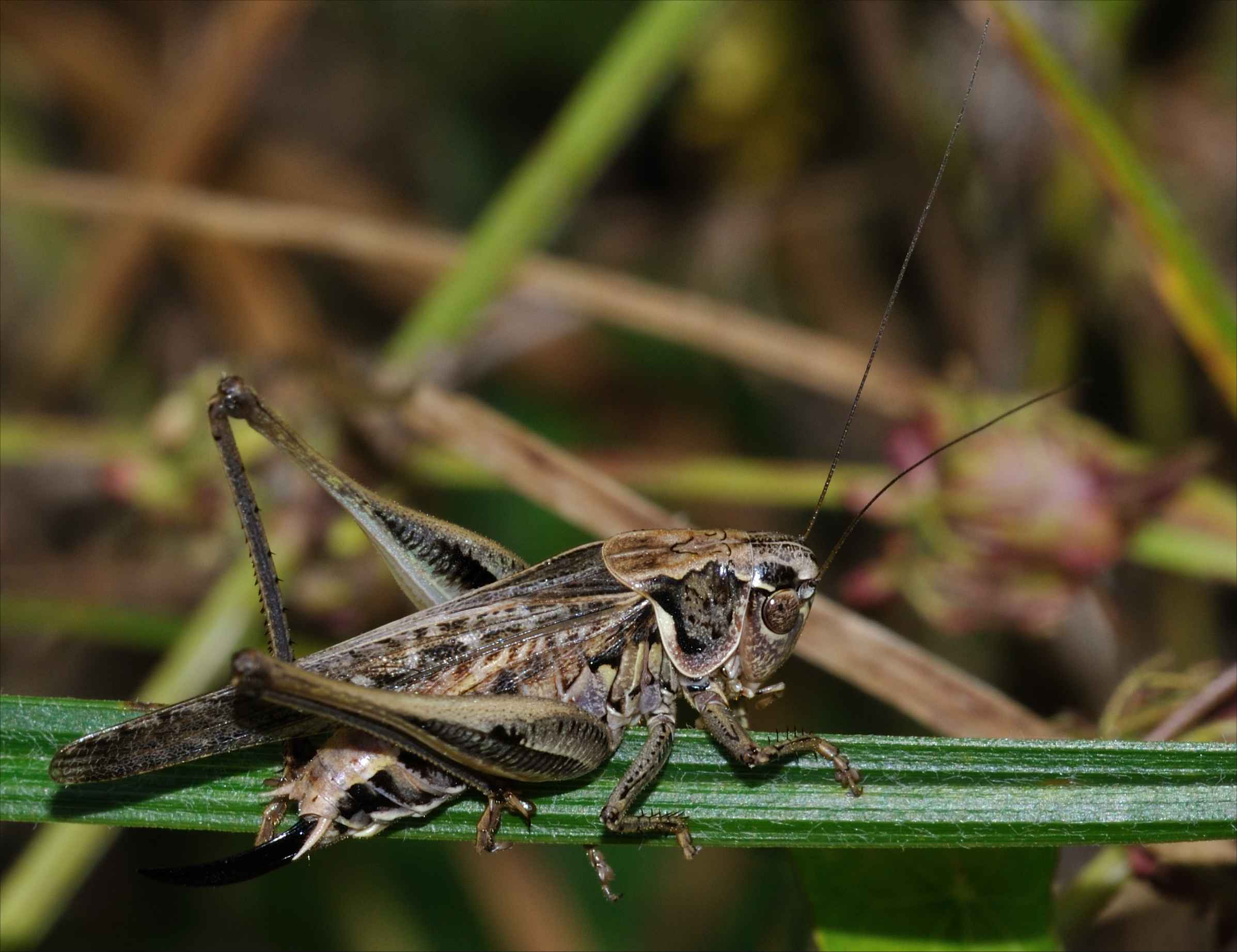 Platycleis sp.